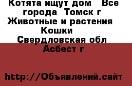 Котята ищут дом - Все города, Томск г. Животные и растения » Кошки   . Свердловская обл.,Асбест г.